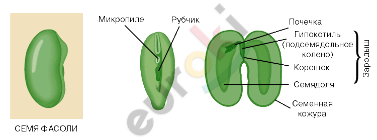 https://fsd.multiurok.ru/html/2019/09/25/s_5d8baa365edf9/1211659_1.png