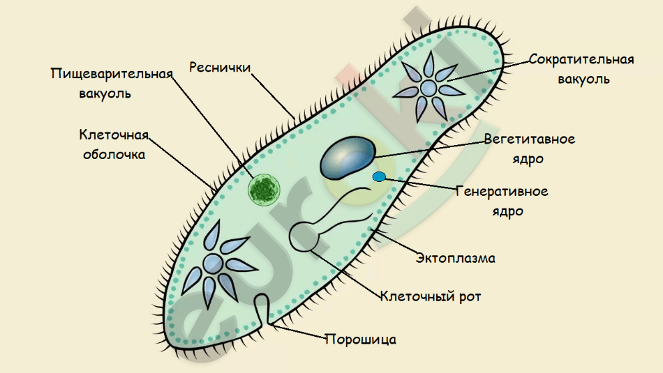 A diagram of a cell Description automatically generated